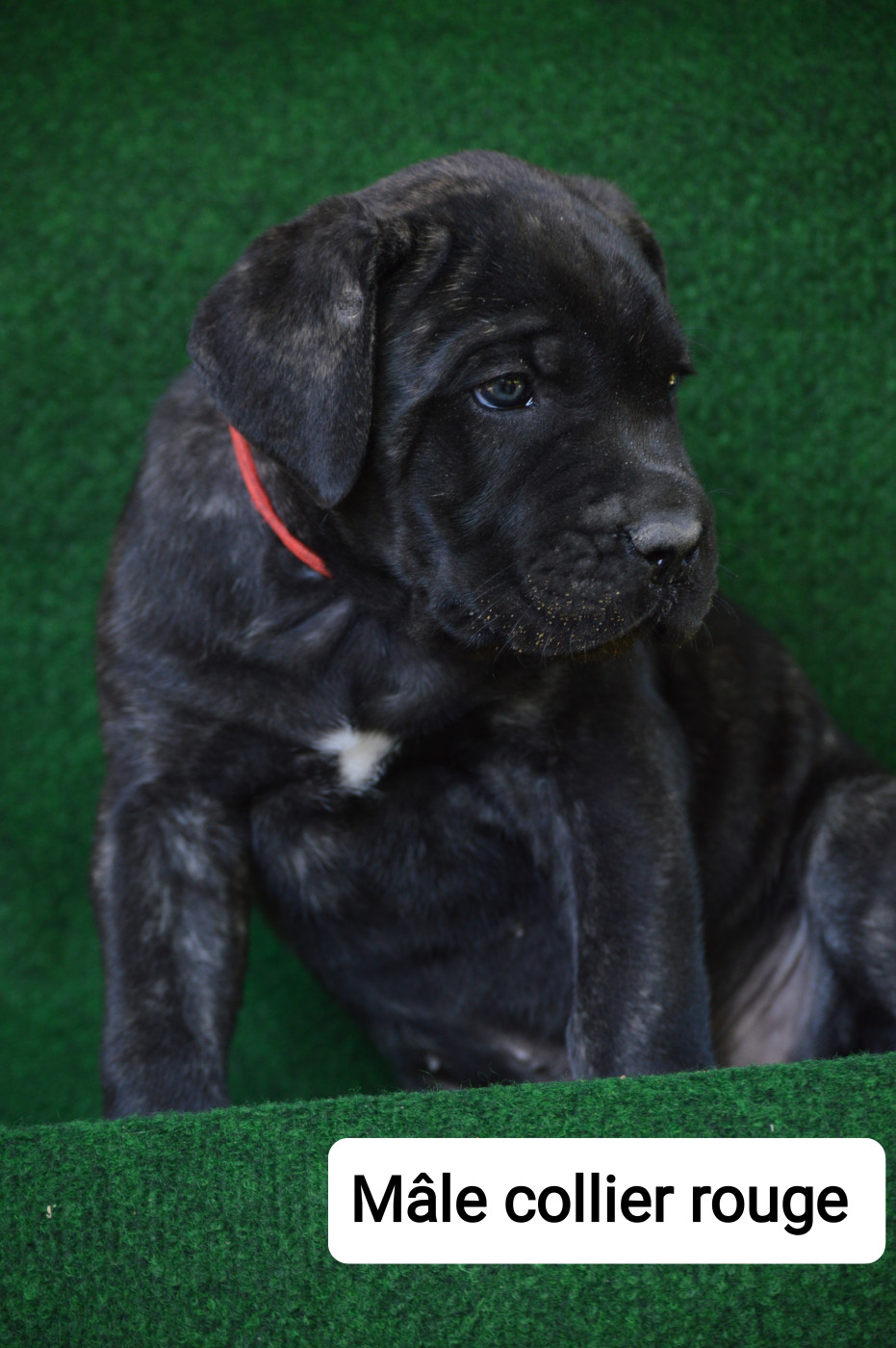 Des Molosses Du Gardoulen - Chiots disponibles - Cane Corso