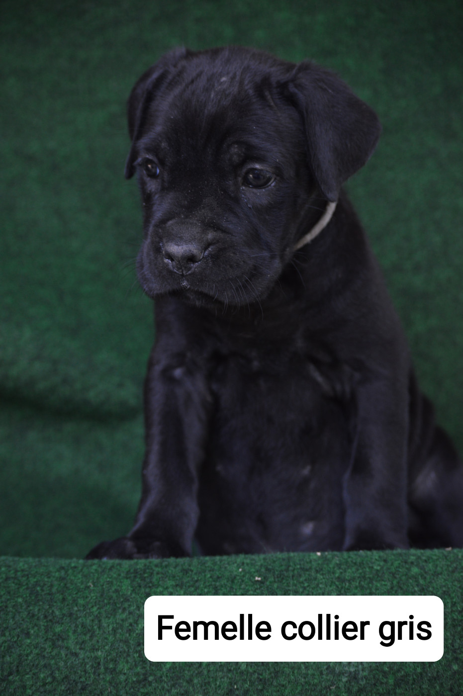 Des Molosses Du Gardoulen - Chiots disponibles - Cane Corso