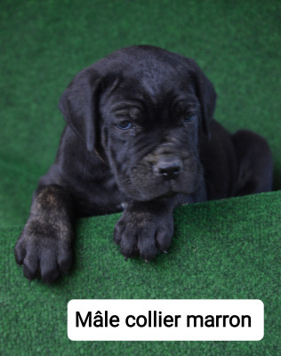 CHIOT 1