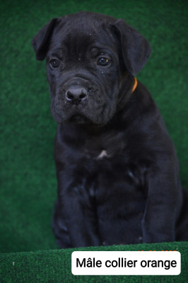CHIOT 3