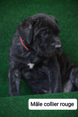 CHIOT 4