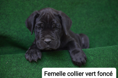 CHIOT 5
