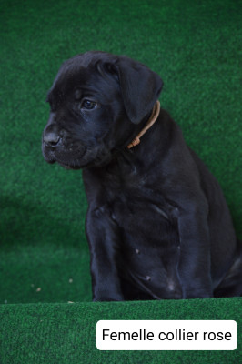 CHIOT 6