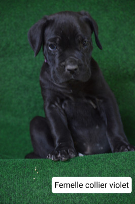 CHIOT 7