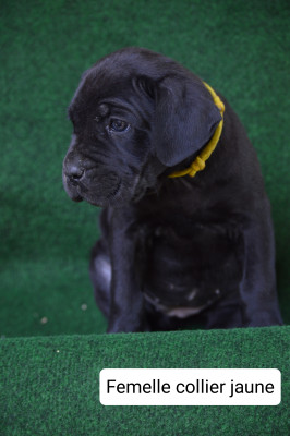 CHIOT 8