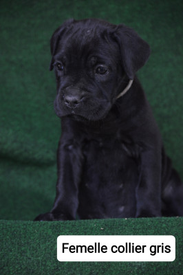 CHIOT 9