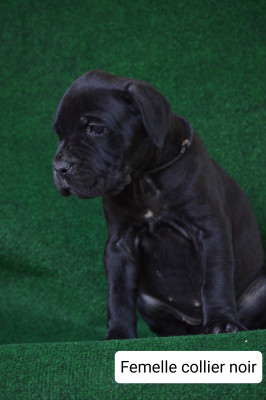 CHIOT 10