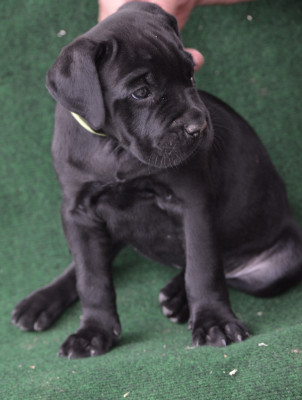 CHIOT 11