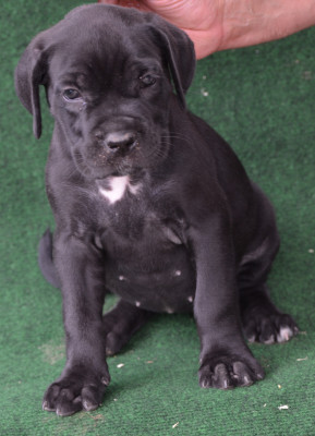 CHIOT 12